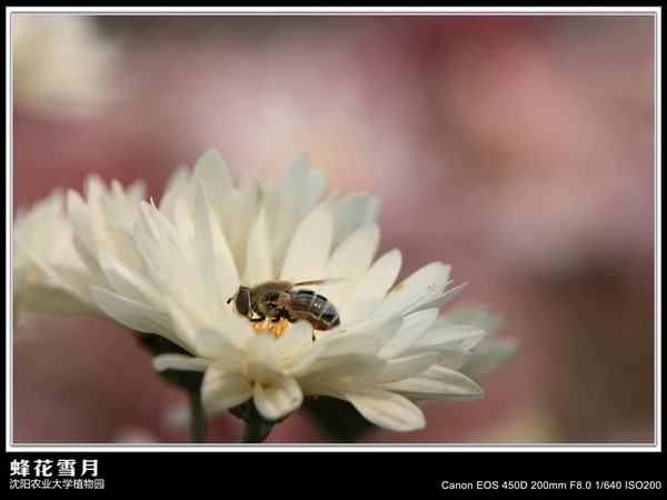 p_large_VISo_46d9000759252d0f.jpg