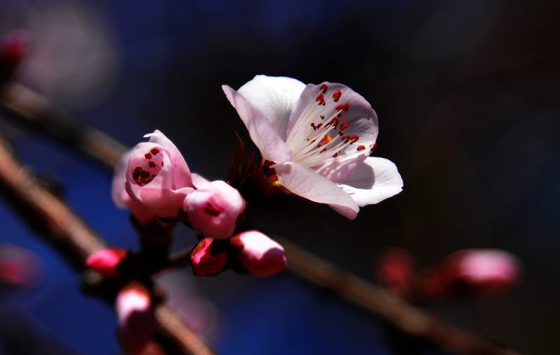 DSC_8688_副本.jpg